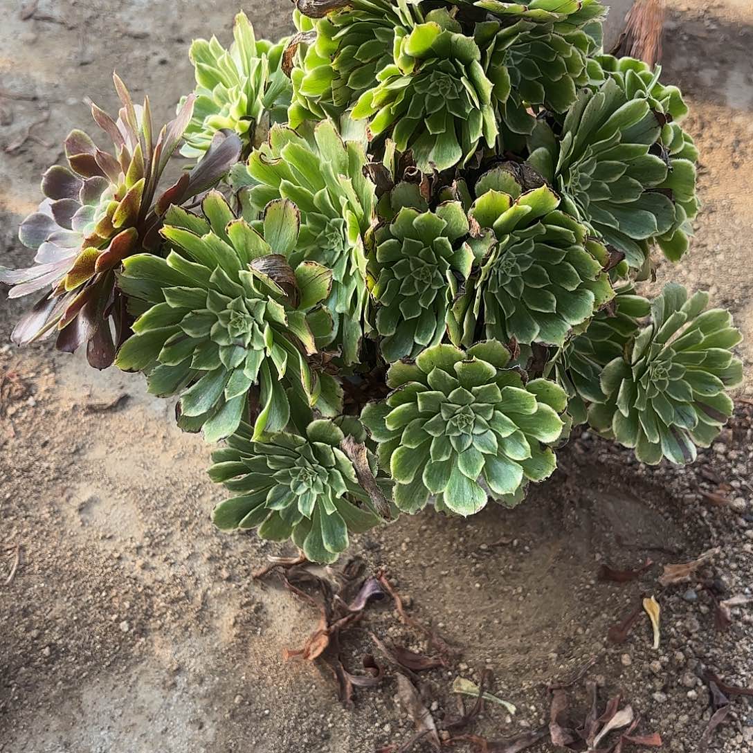 碧浪多肉植物老庄187