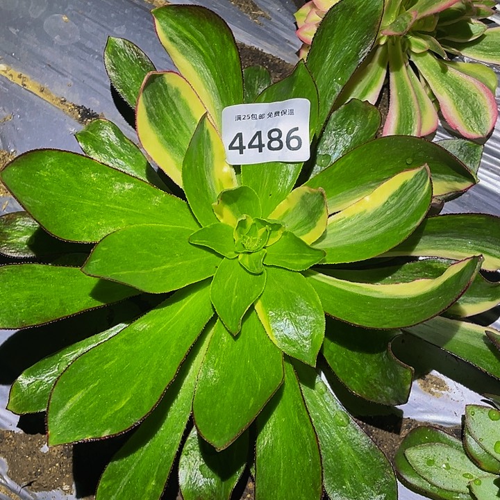 4486魅影花脸多肉植物