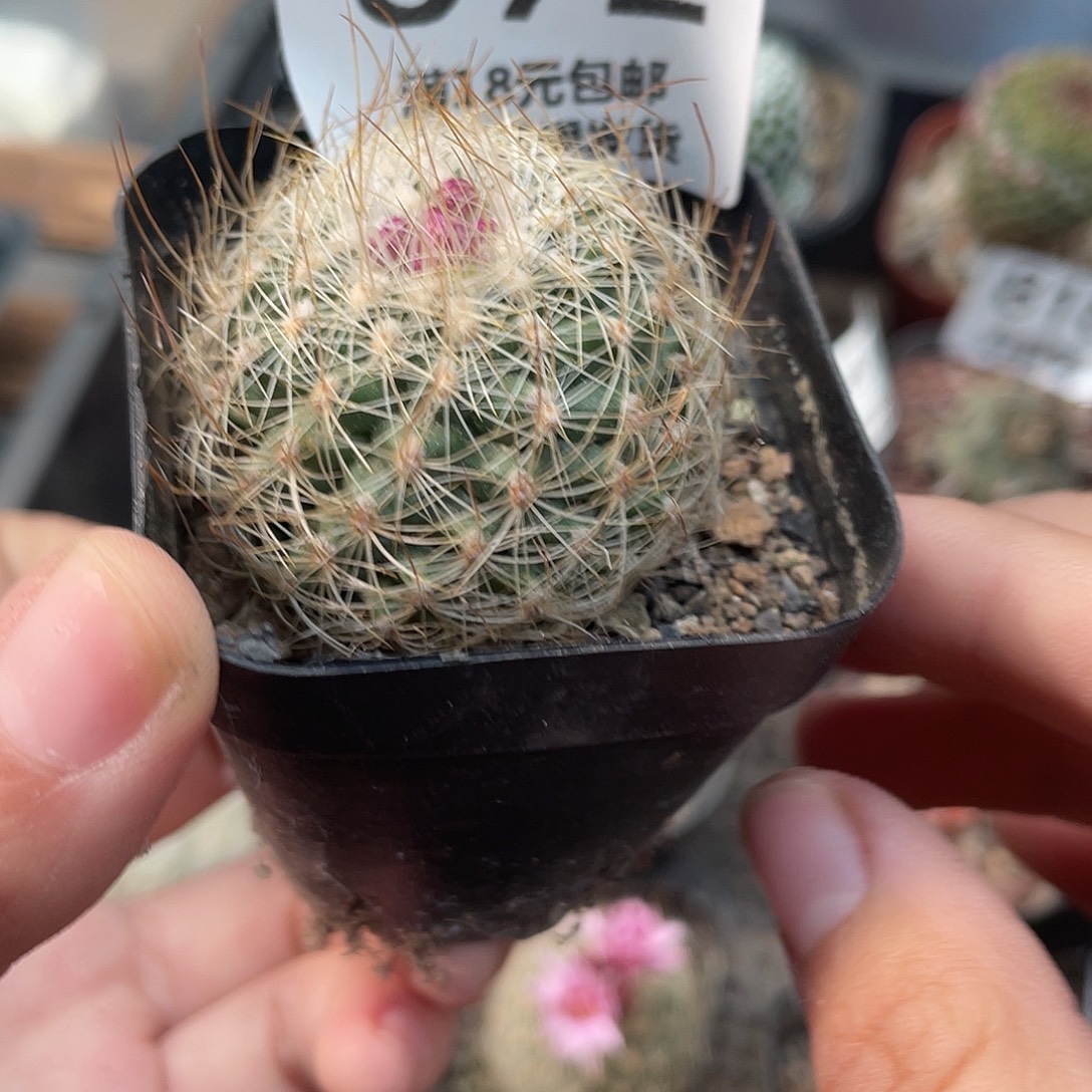 692白虎娇丽（满18元包邮）