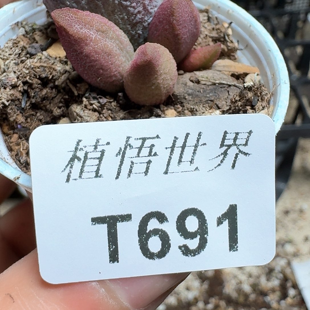691盒多肉植物哇d f