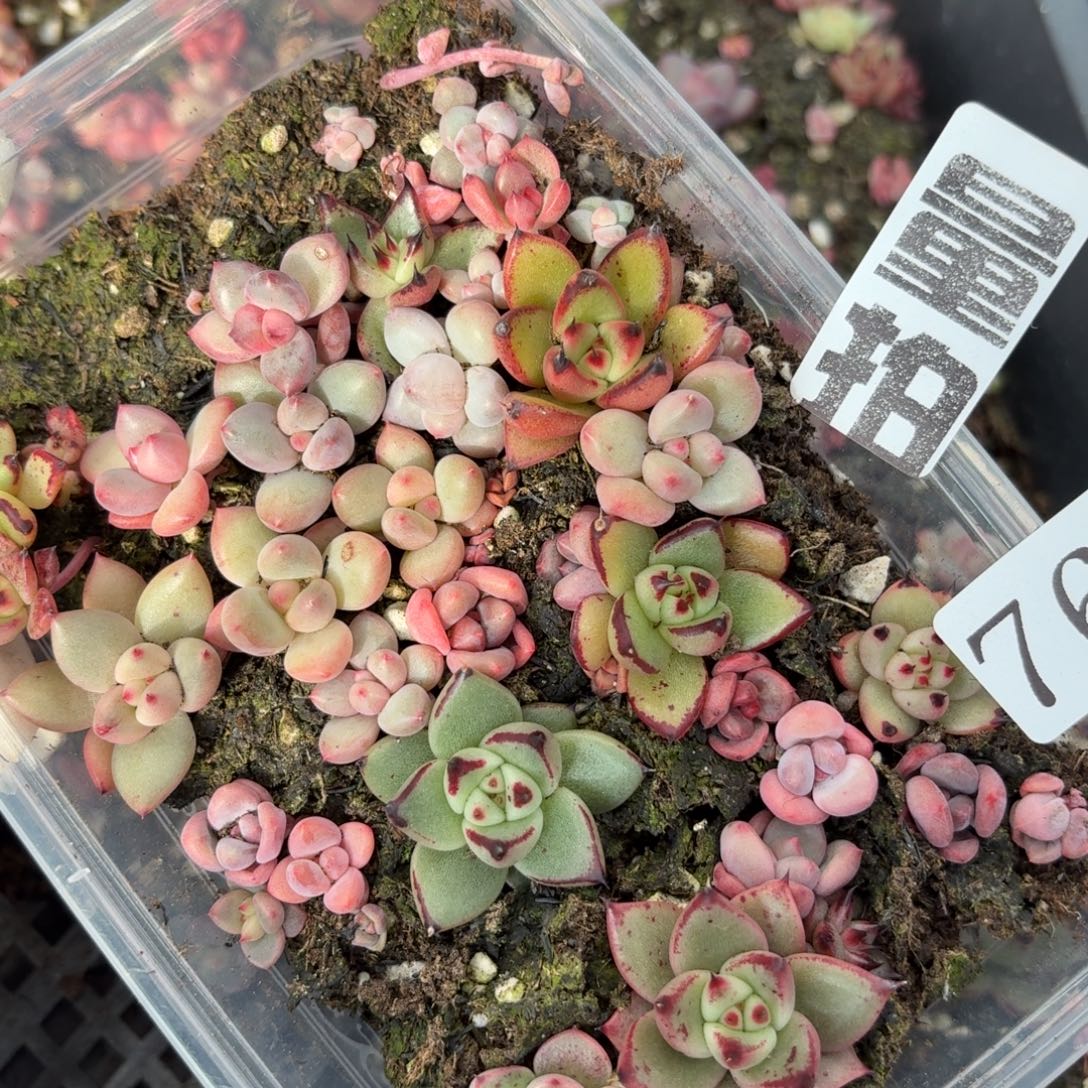 多肉植物多肉植物762量拍草莓豆豆