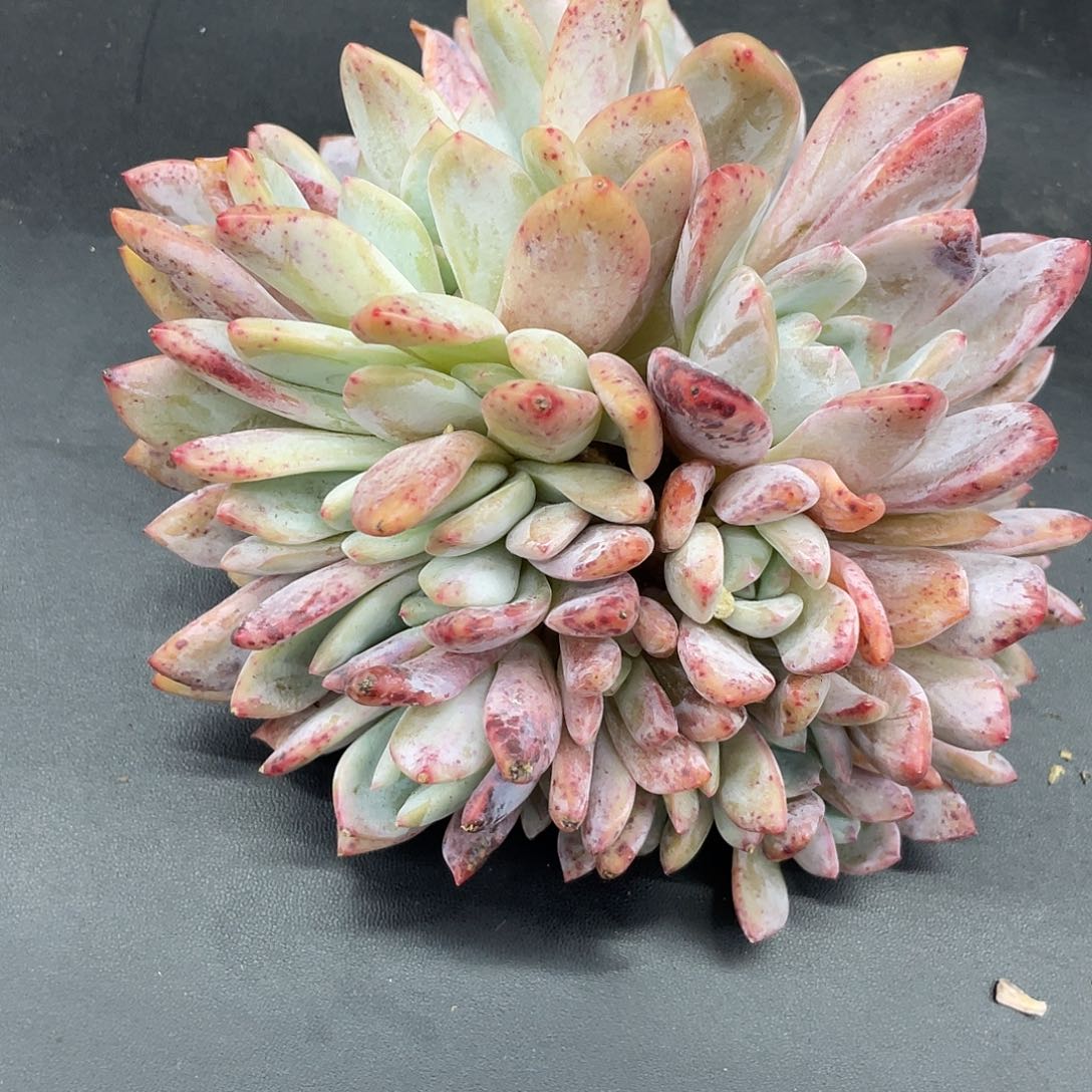 橙梦露朵朵缀16头。 