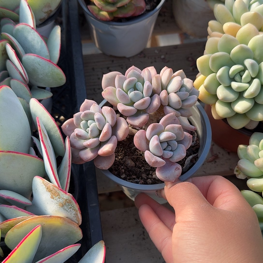 白鹭特价多肉植物