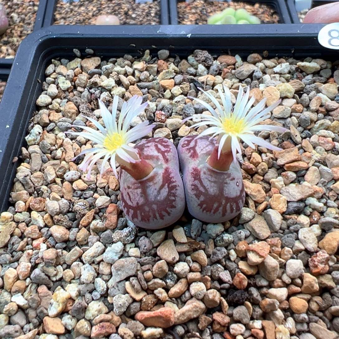 7***8多肉双头优选墨杂一棵特  