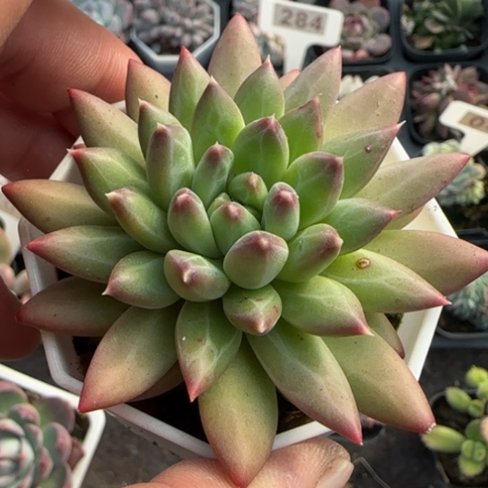 222甲骨文多肉植物多