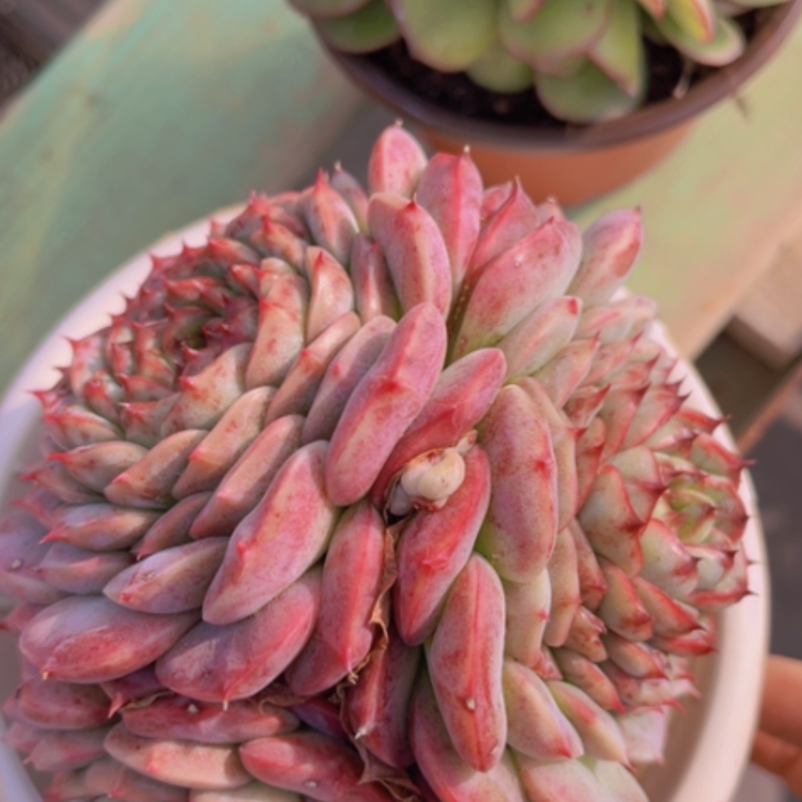 【闪购商品】天鹅绒14233