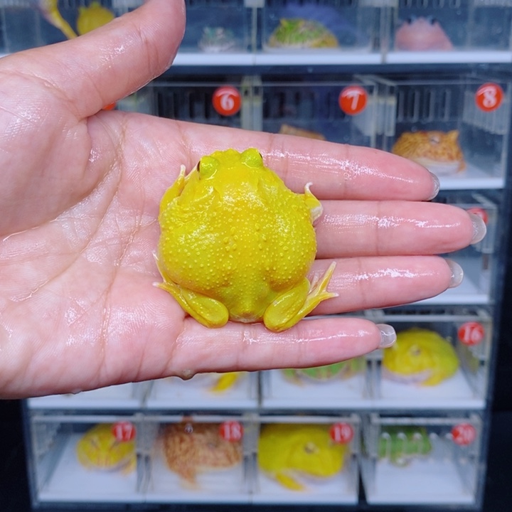 角蛙恭喜发财大吉大利