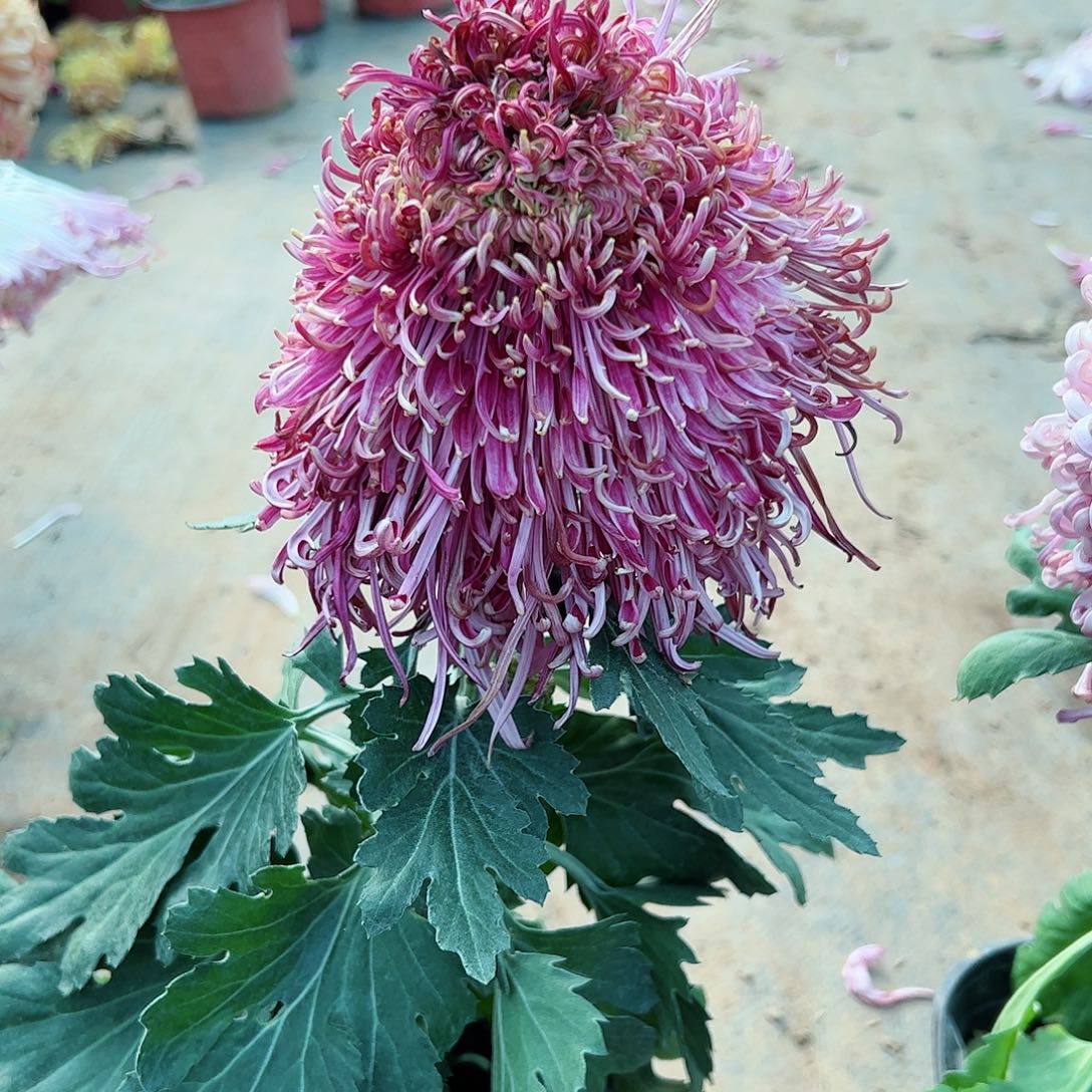 完全开放古典美人母本不售后