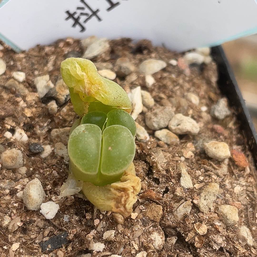 13-19极窗风铃肉锥