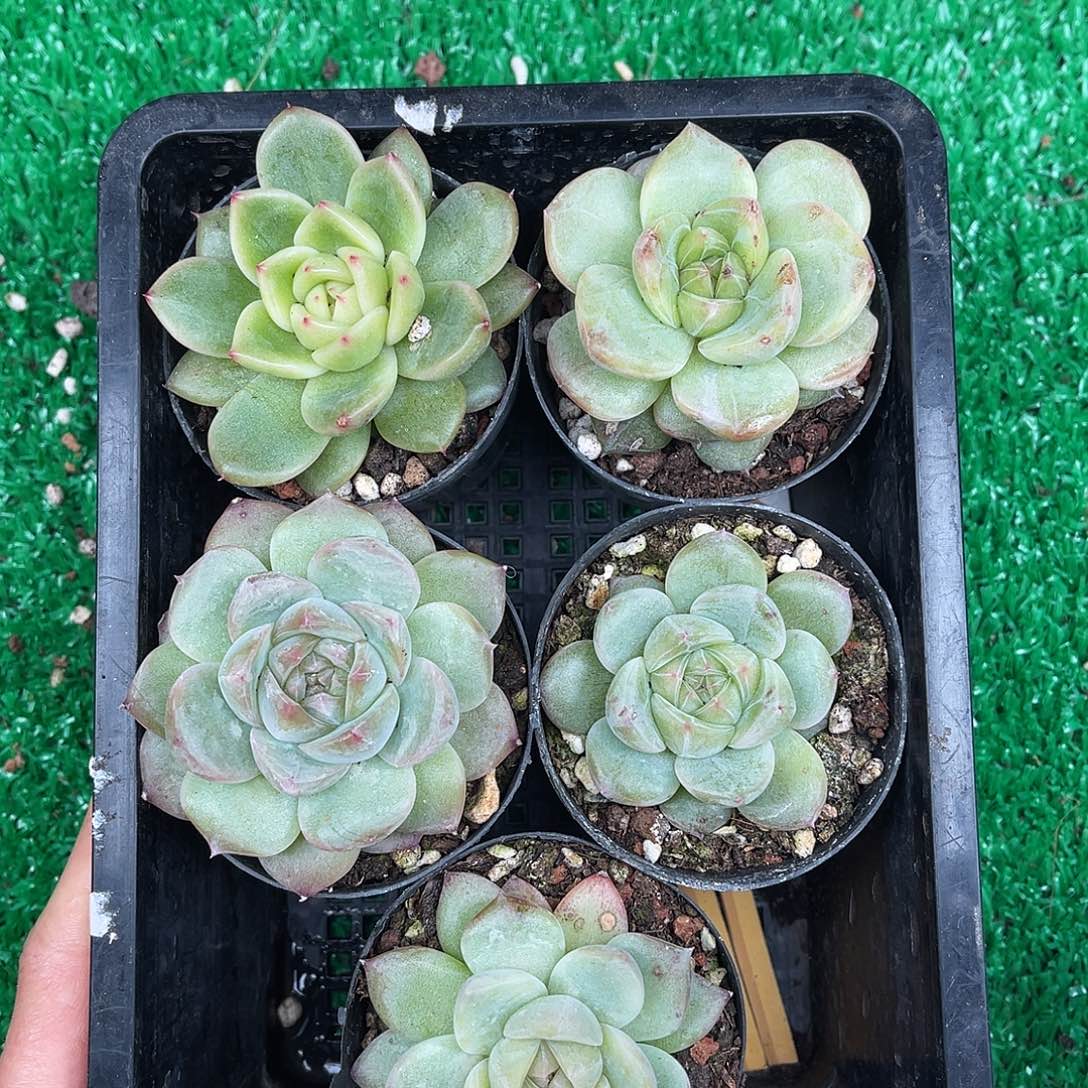 多肉一物一拍9-209