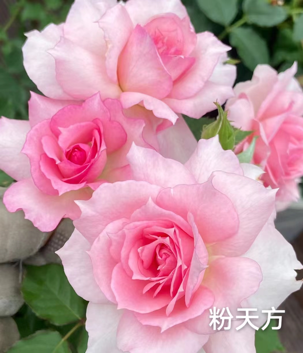 粉天方大浓香月季