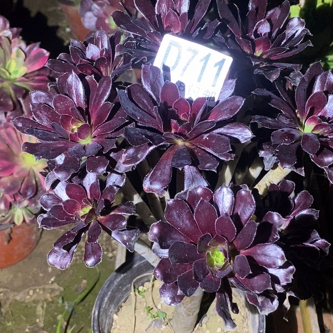 涛***旧711 多肉植物一物一拍不售后