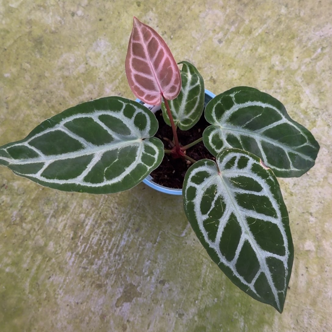无花朵红水晶杂铜锣烧
