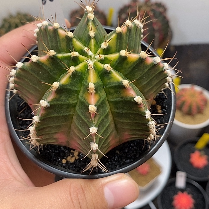 泰系全品米哈—带盆土发货17