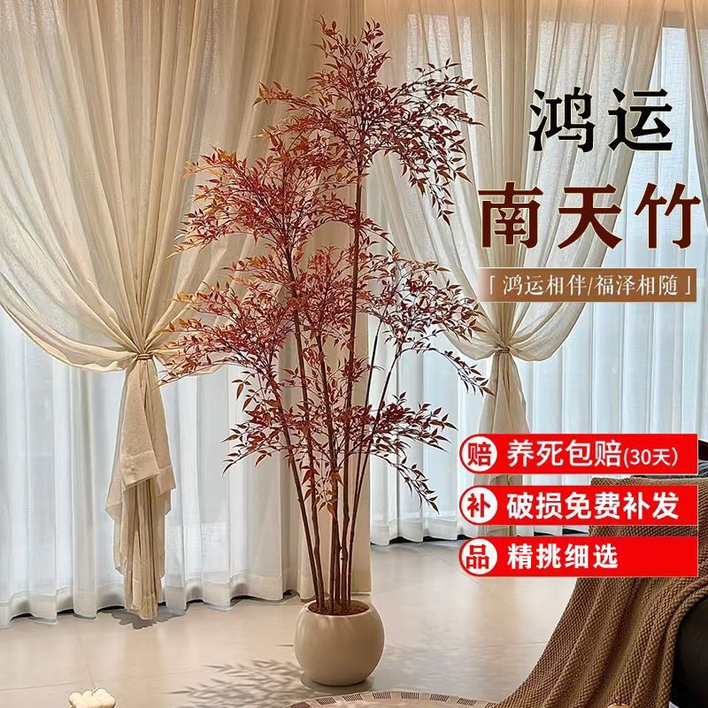 冬红夏绿南天竹老庄绿植室内室外庭院好养氛围感植物