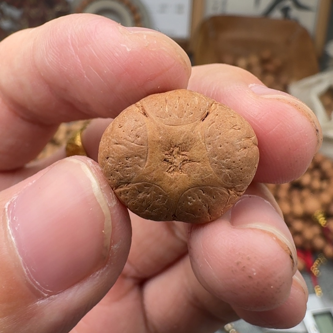 吊坠凤眼菩提19/12.2五星福利