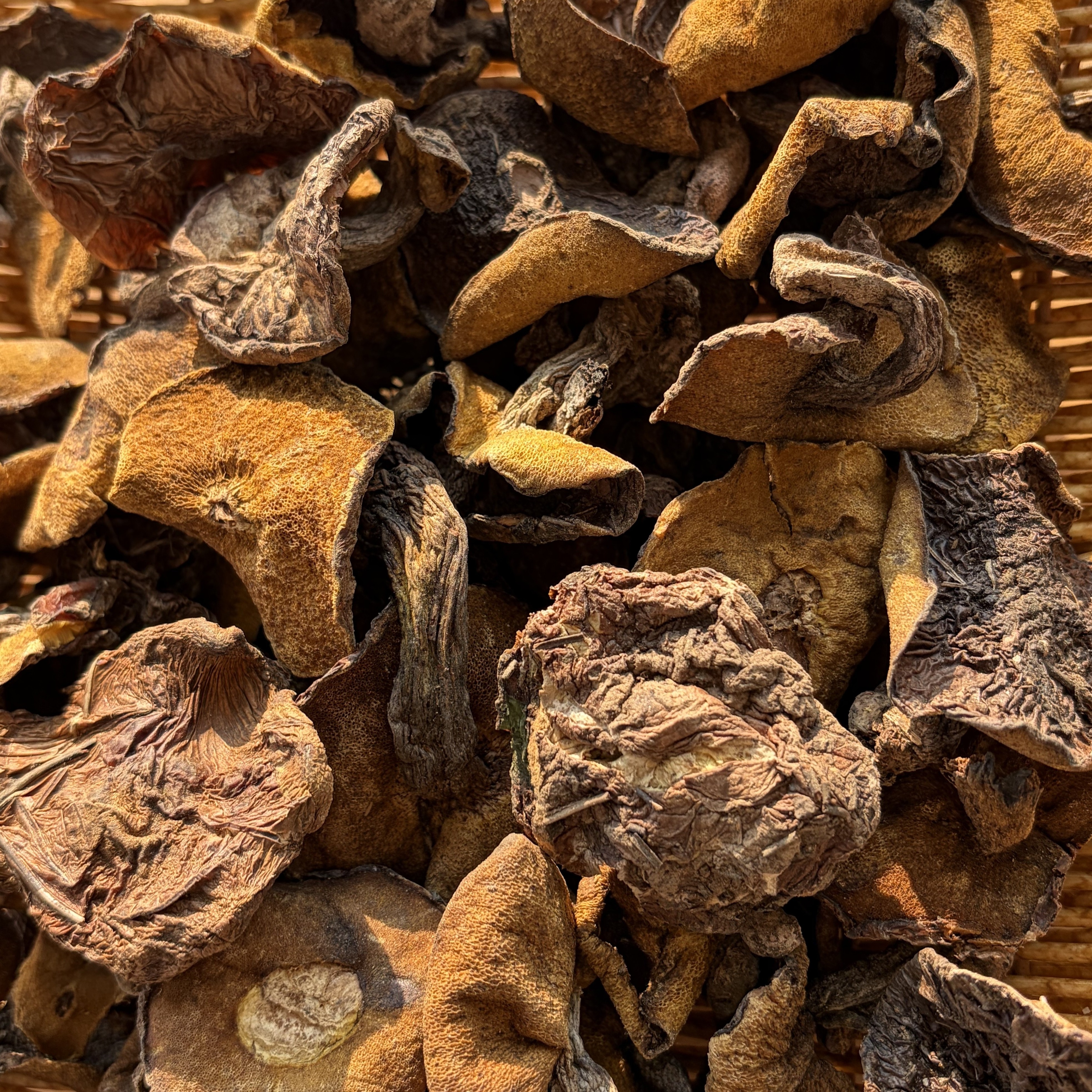 东北松蘑特产新货可炖鸡