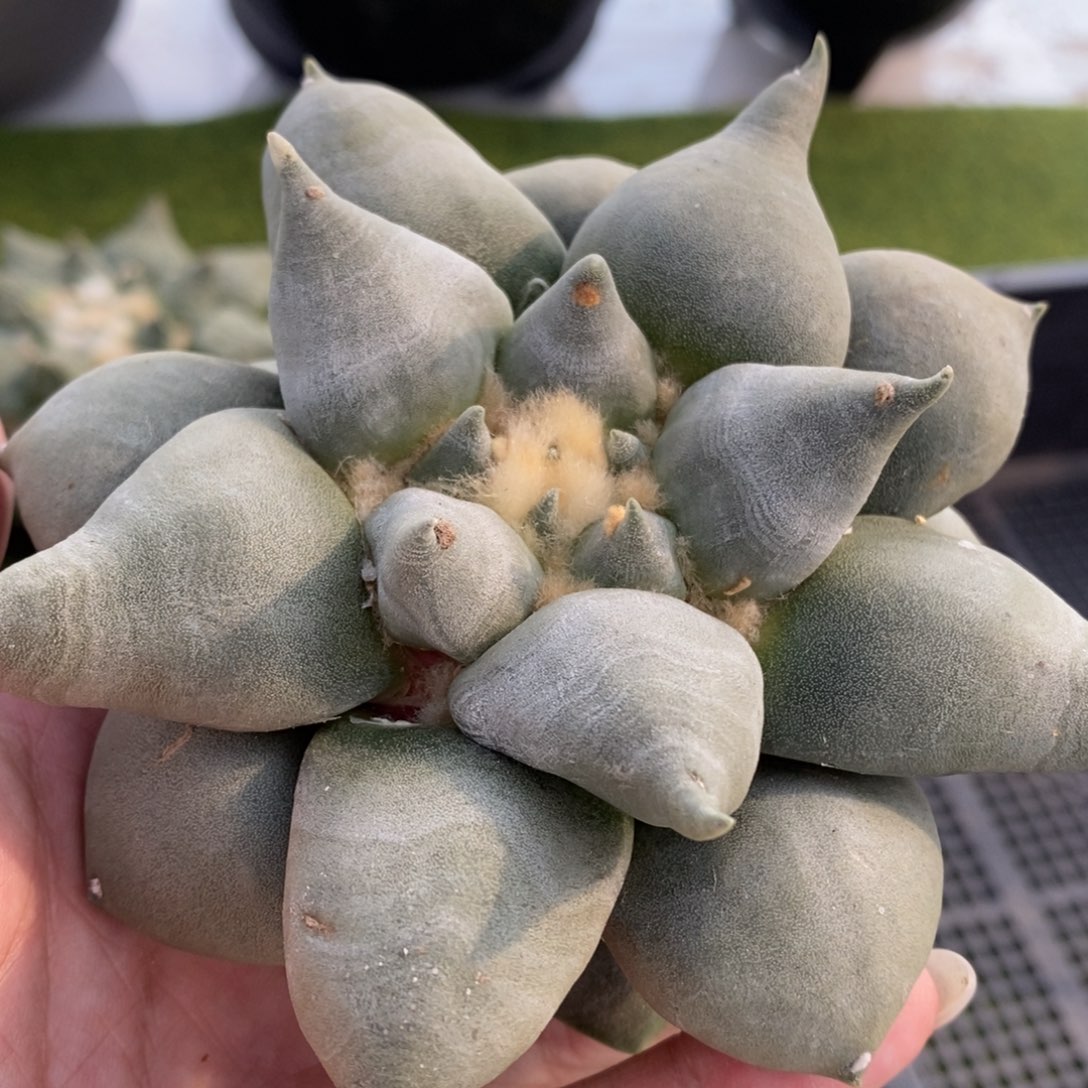 12公分丸叶青瓷自根