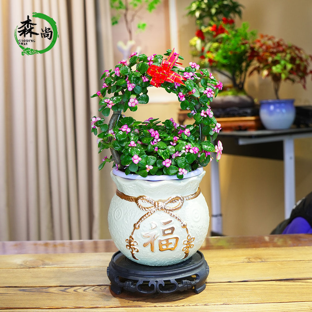 花篮造型金枝玉叶盆栽室内好养老桩多肉植物花卉乔迁送礼绿植盆景