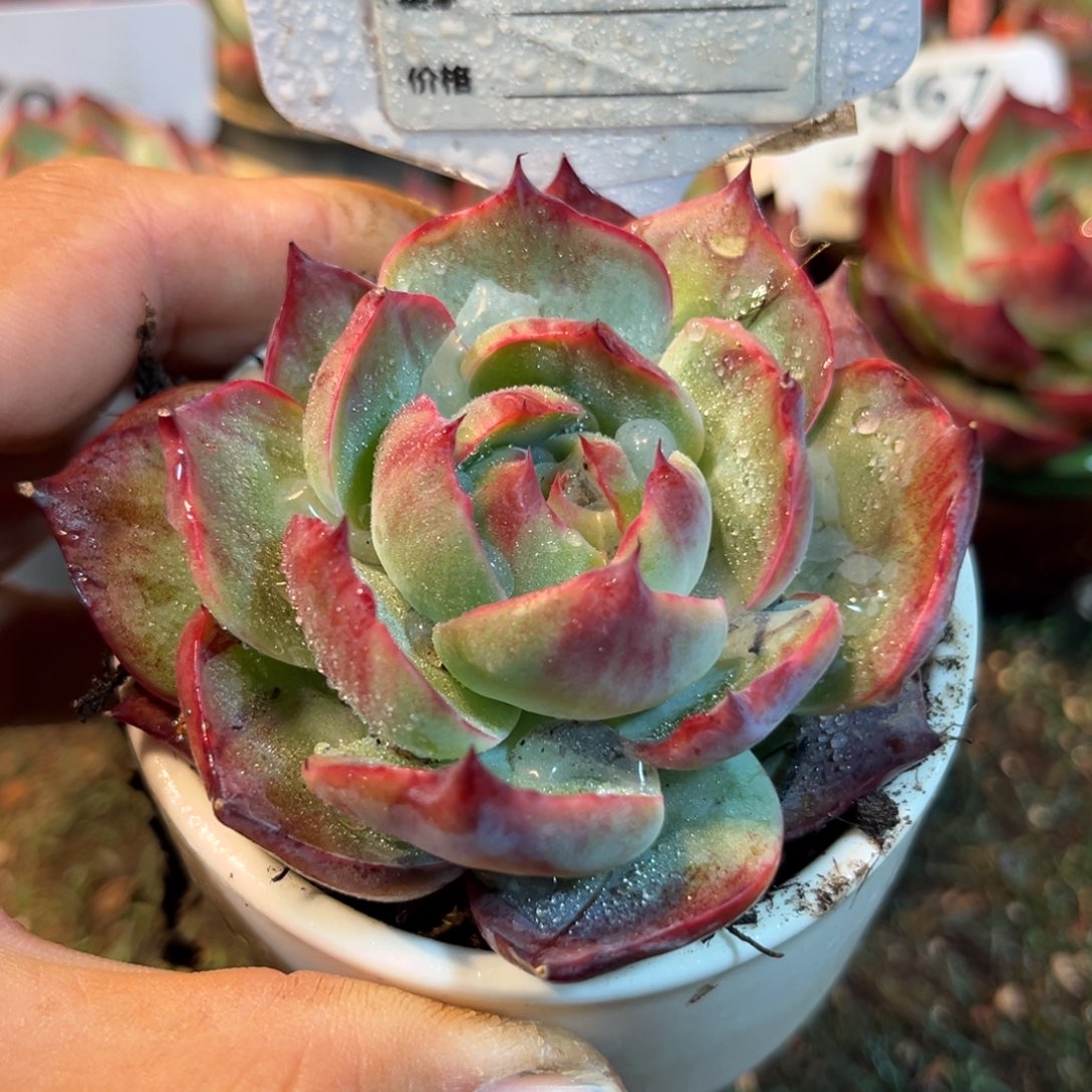 惊鸿一瞥675号楼