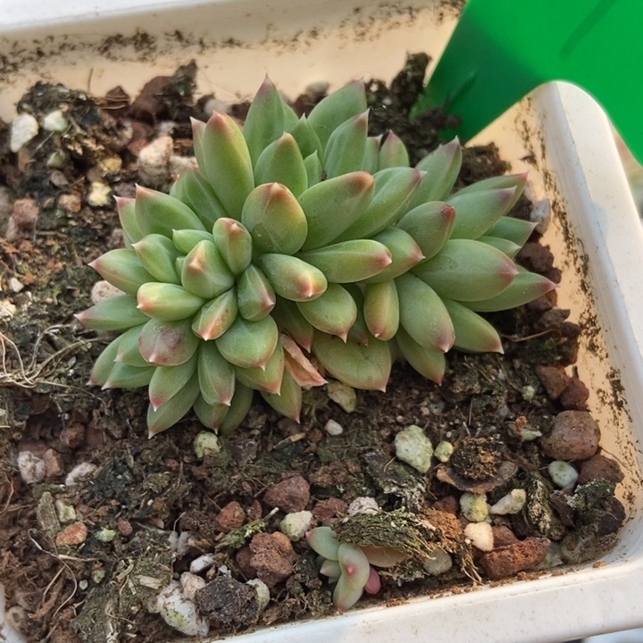 761甲骨文多肉植物保护