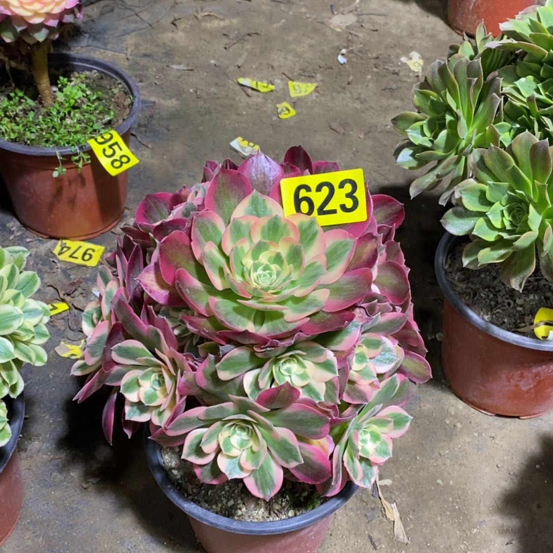 粉女郎多肉法师623