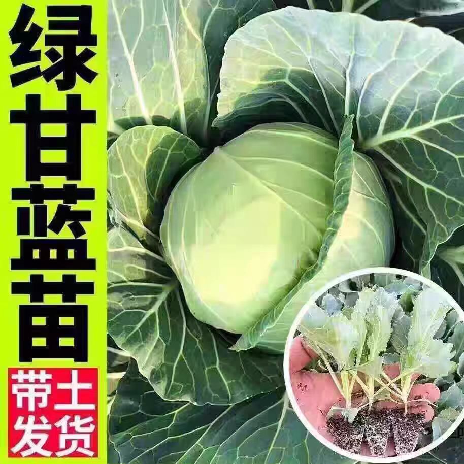【绿甘蓝苗】耐寒高产秋冬蔬菜苗带土发货可地栽秧苗