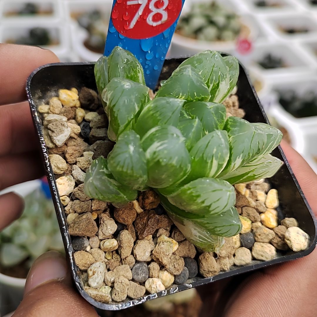 78号 籽播实生玉露锦 5.2厘米左右一物一拍带盆