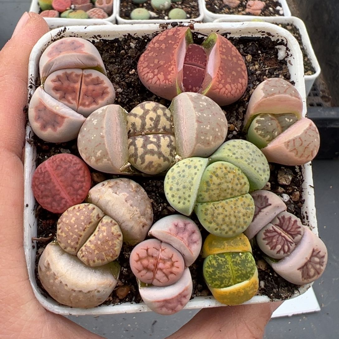 3.4好看的多肉脱土发货630