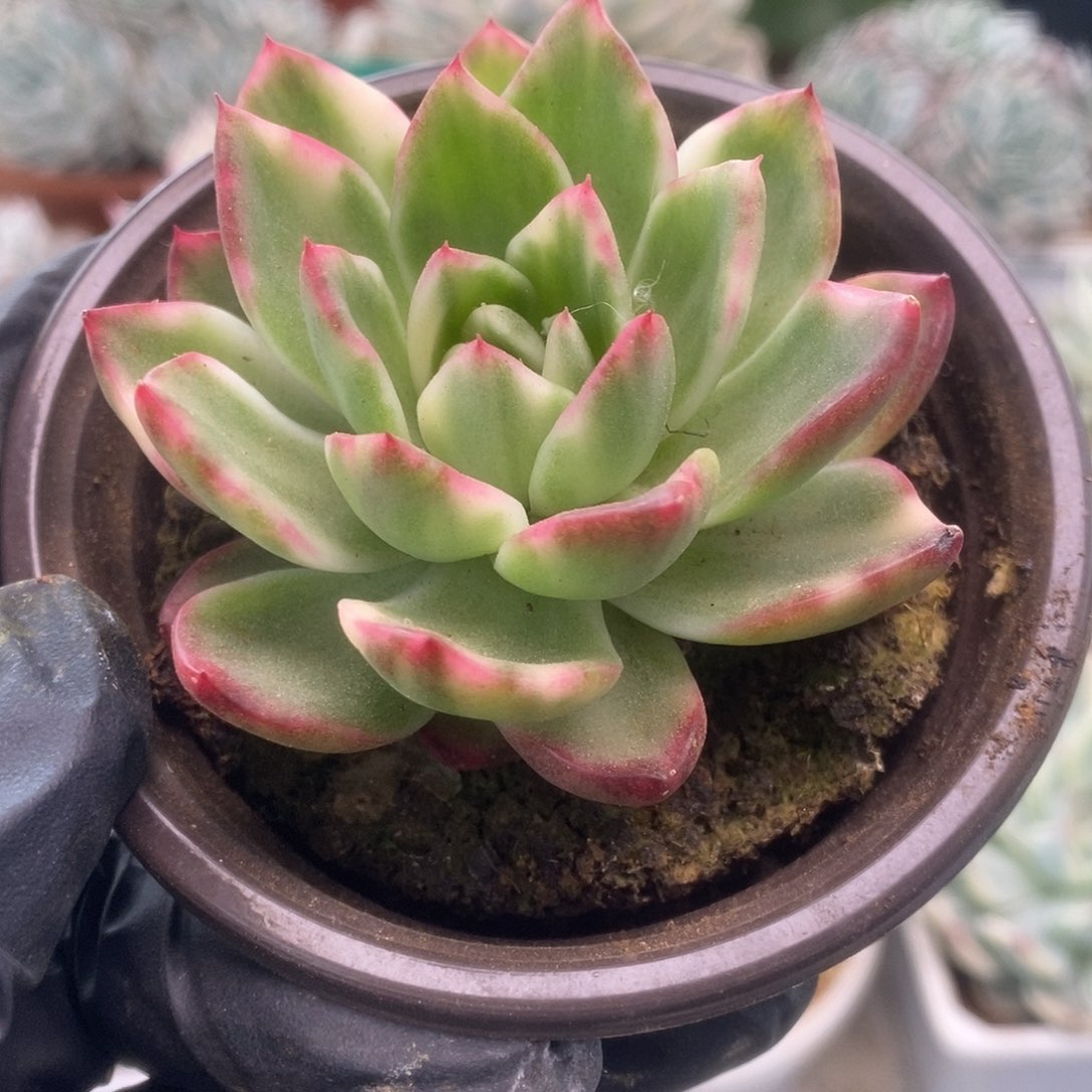 104南塔锦锦锦锦锦锦