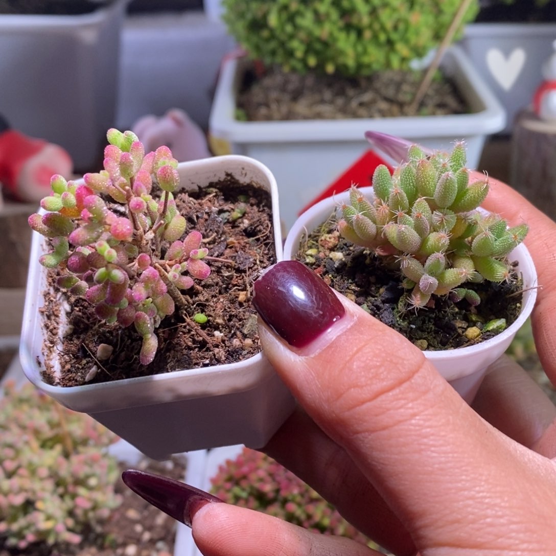 福利款带盆土发货一物一拍