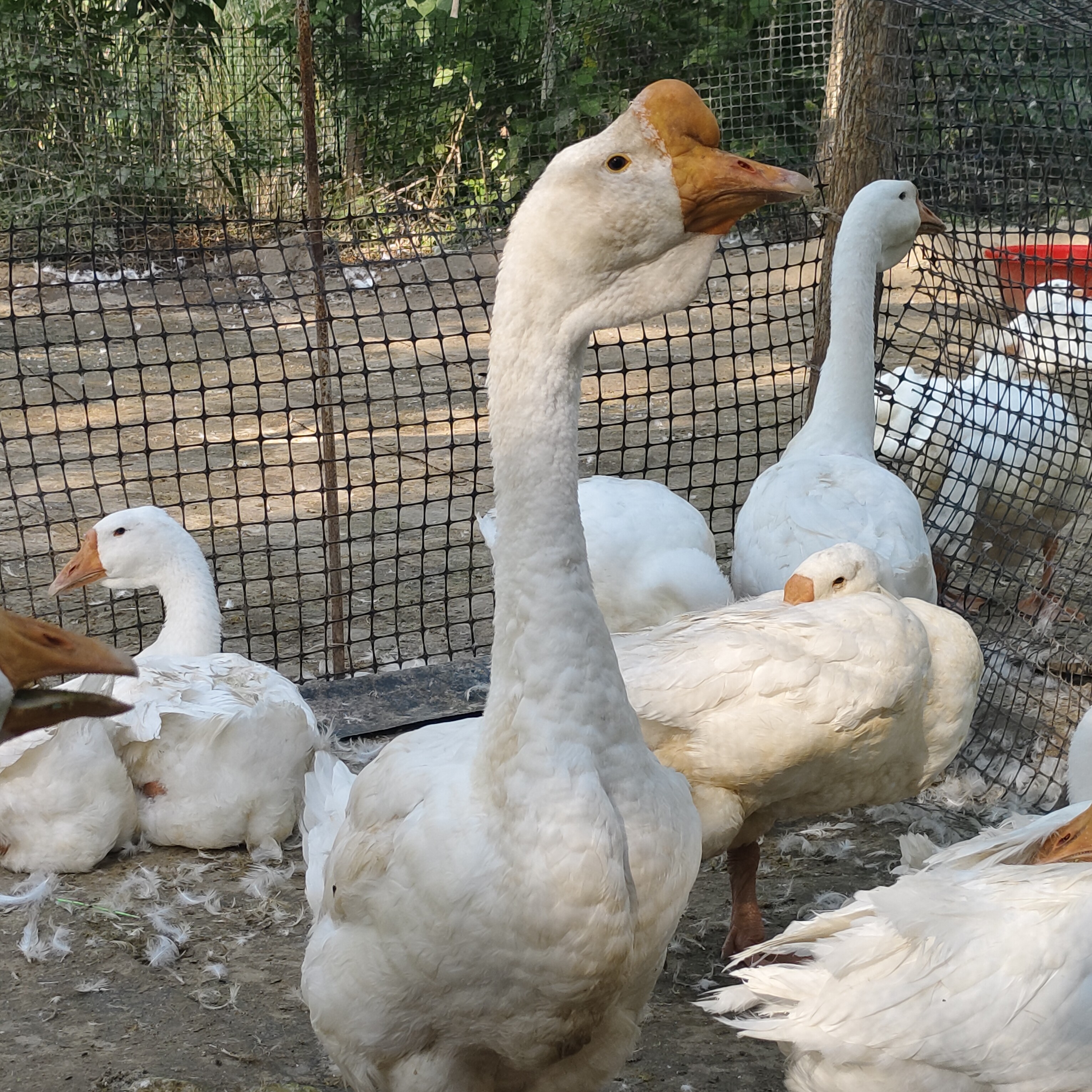 宠物白色 凤头小宠活体 皖狮鹅鸭10斤左右现场挑选 （大宠）