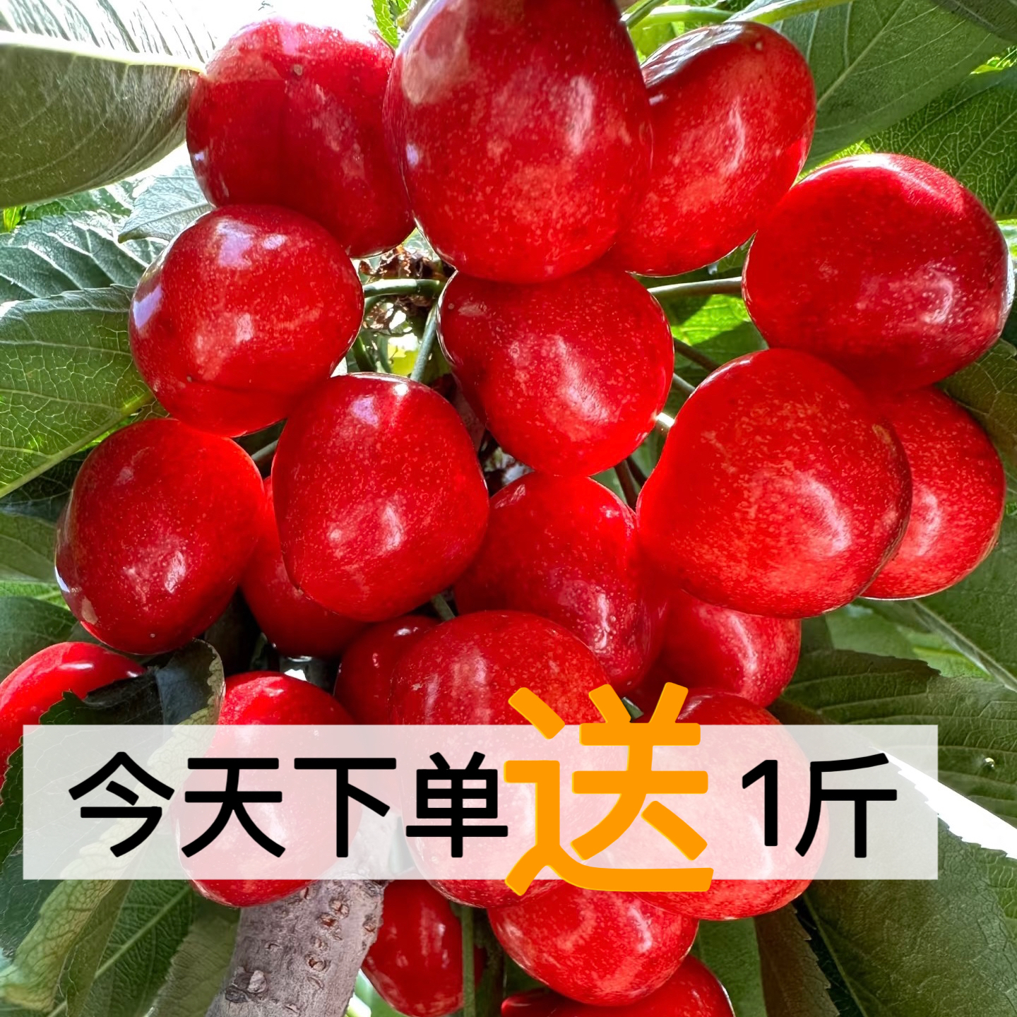 大连樱桃沙王大樱桃 现摘现发顺丰包邮3-5J新鲜水果2.5斤起沙王