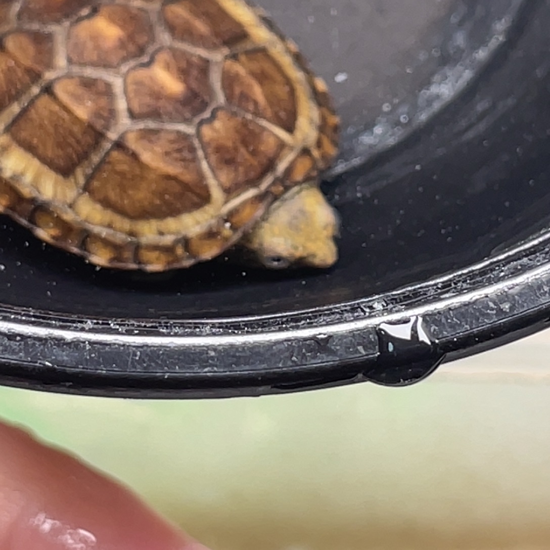 宠物龟不分公母A3全品蝎泽大苗