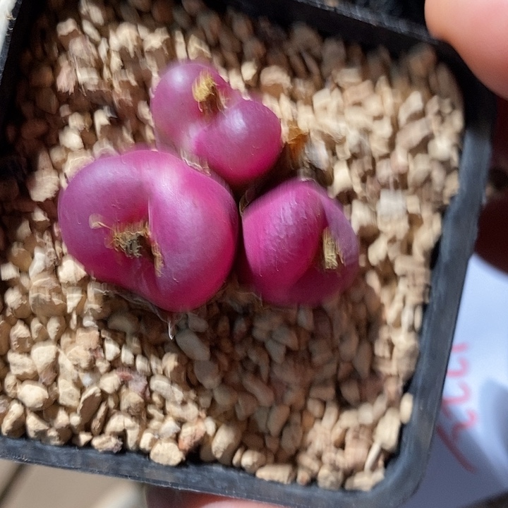 31322。 一颗紫红带盆。 