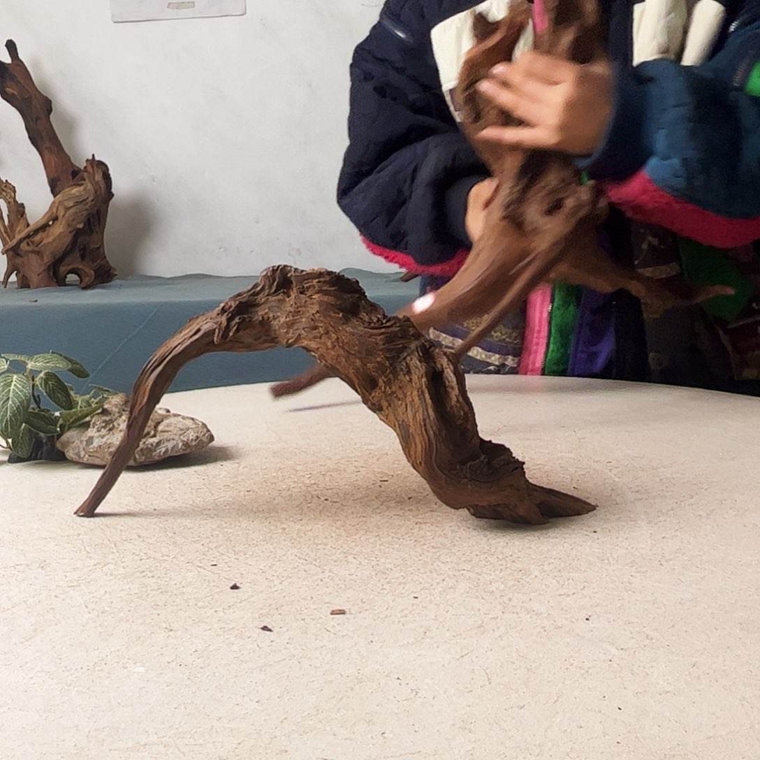 沉木造景爬宠造景