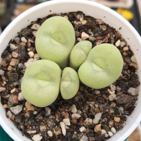 多肉肉锥 空卡佛