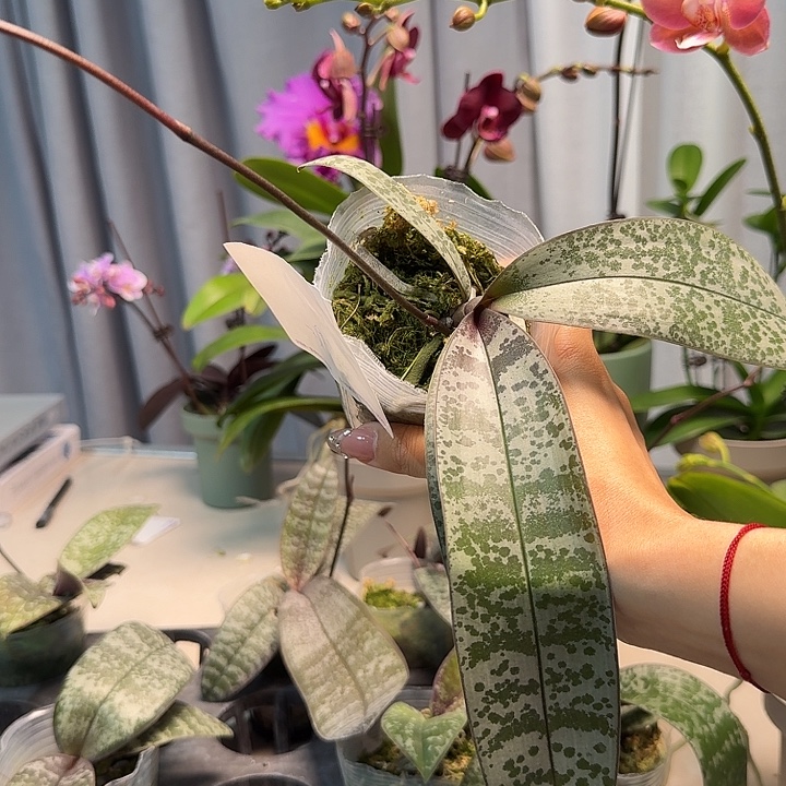 ****虹大部分开放少量花苞319