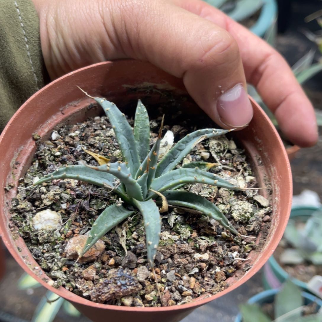 园艺曲刺妖炎龙舌兰系列