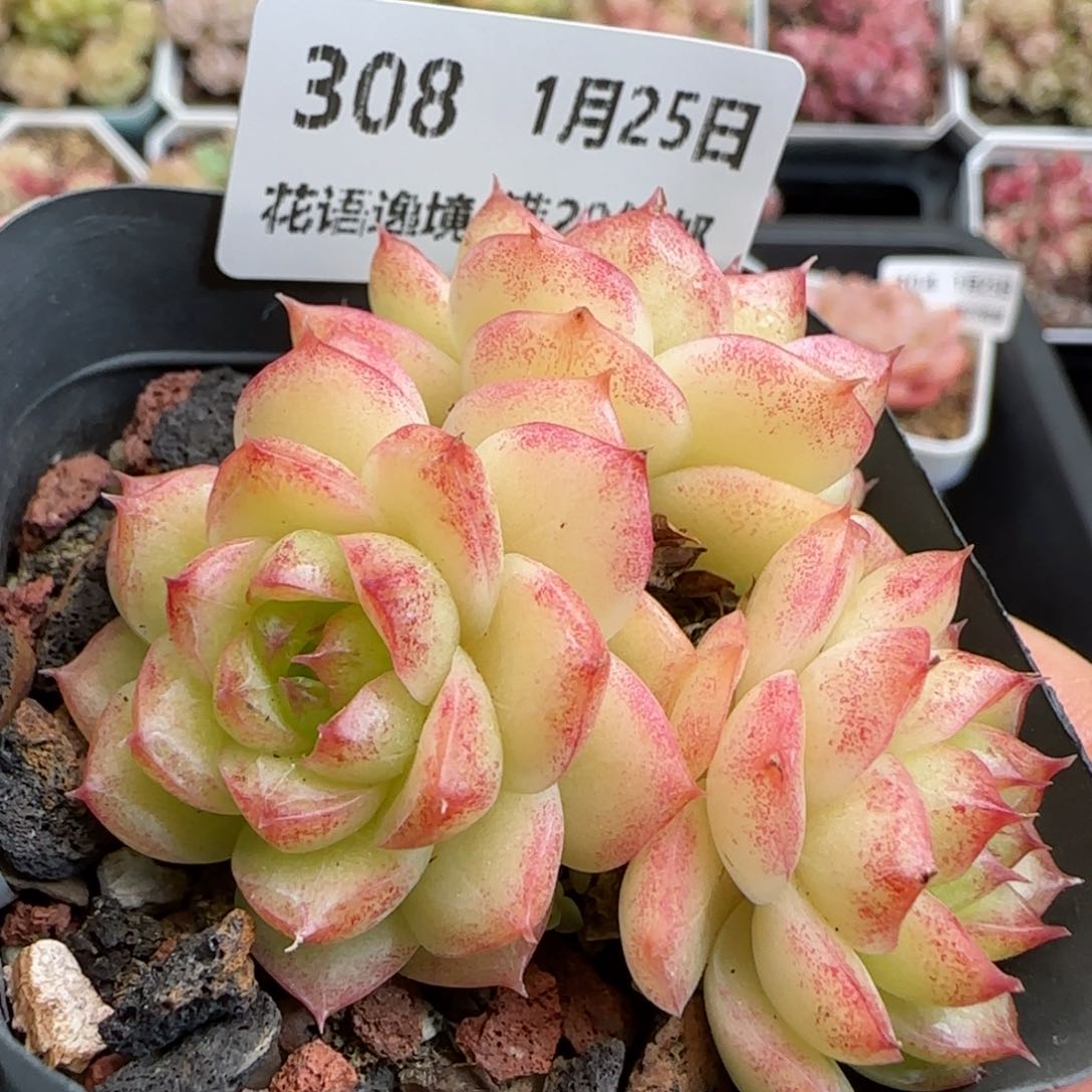 花语逸镜0125-308