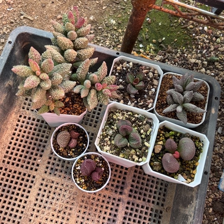 ****～     清1500。        