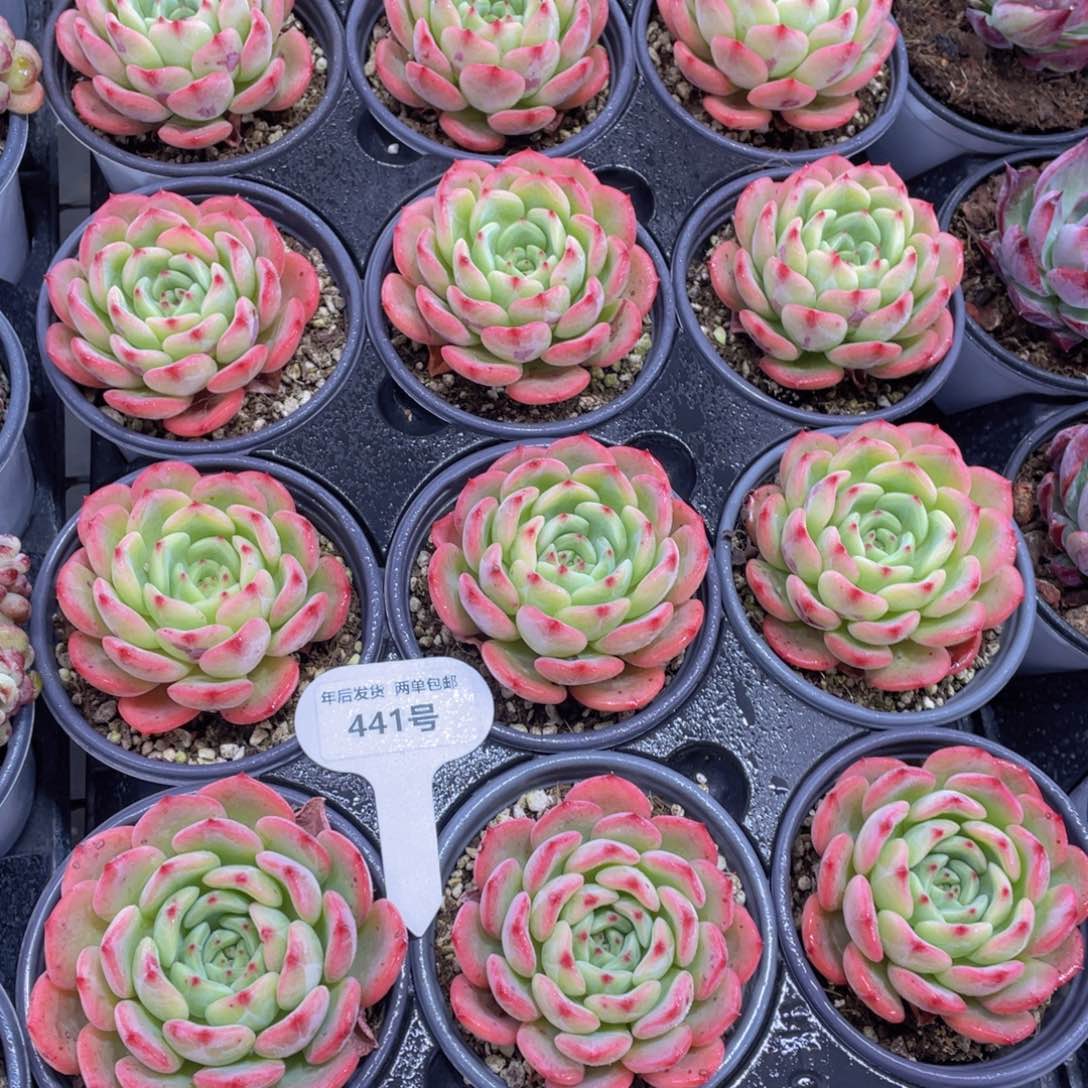 441号三文鱼大单头一个