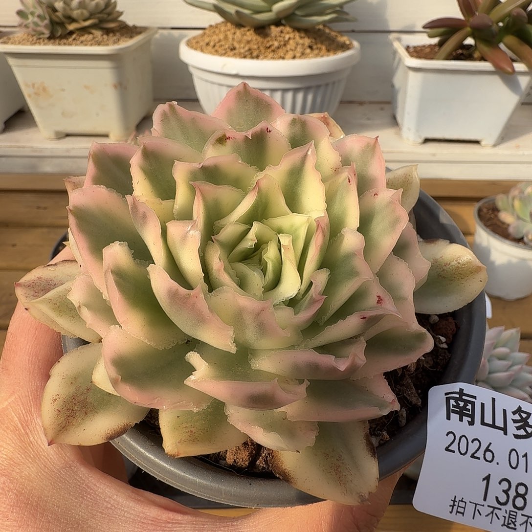 紫蝴蝶锦111102-138