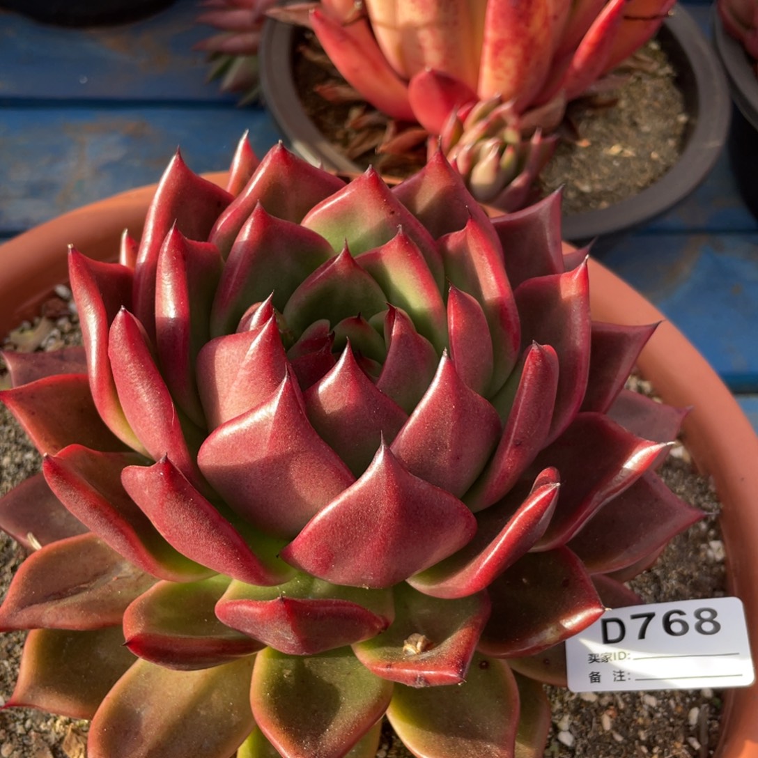 无花朵若如东云组拍D768