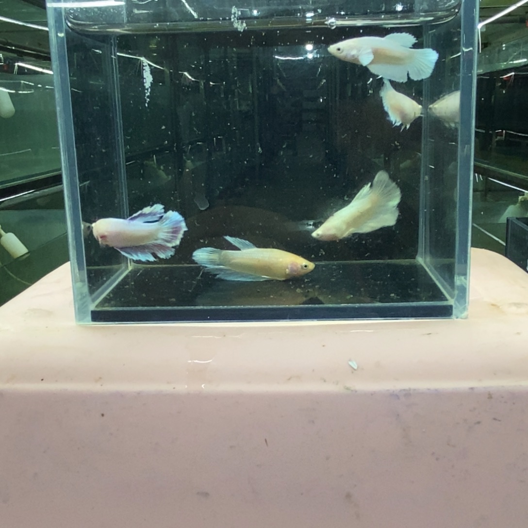 斗鱼包活不包损所见即所得155