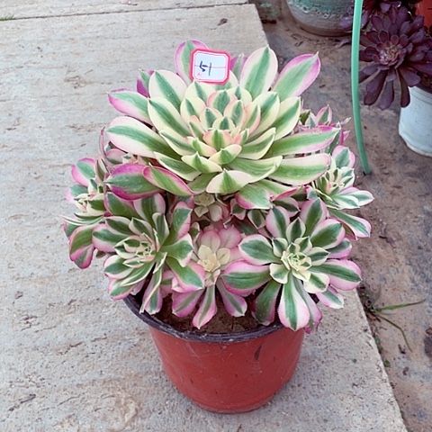 粉女巫多肉法师51号