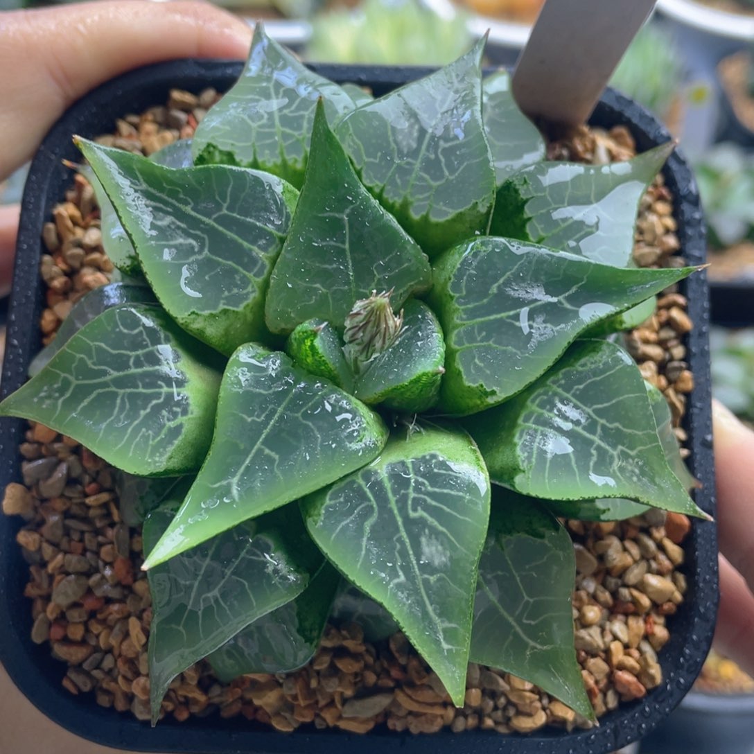 8.十二卷多肉木叶克。      