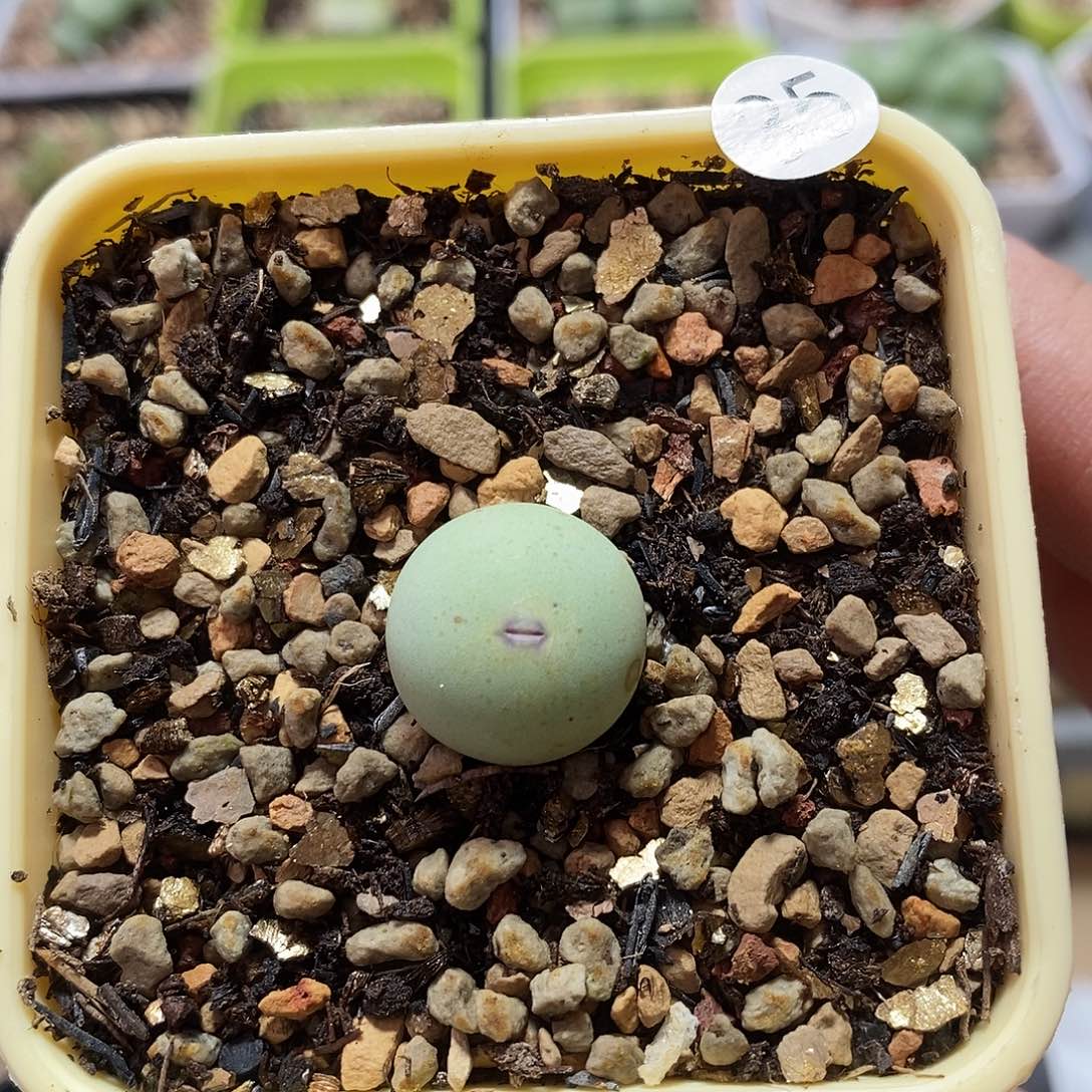 V嘴1.55厘米多肉植物35号