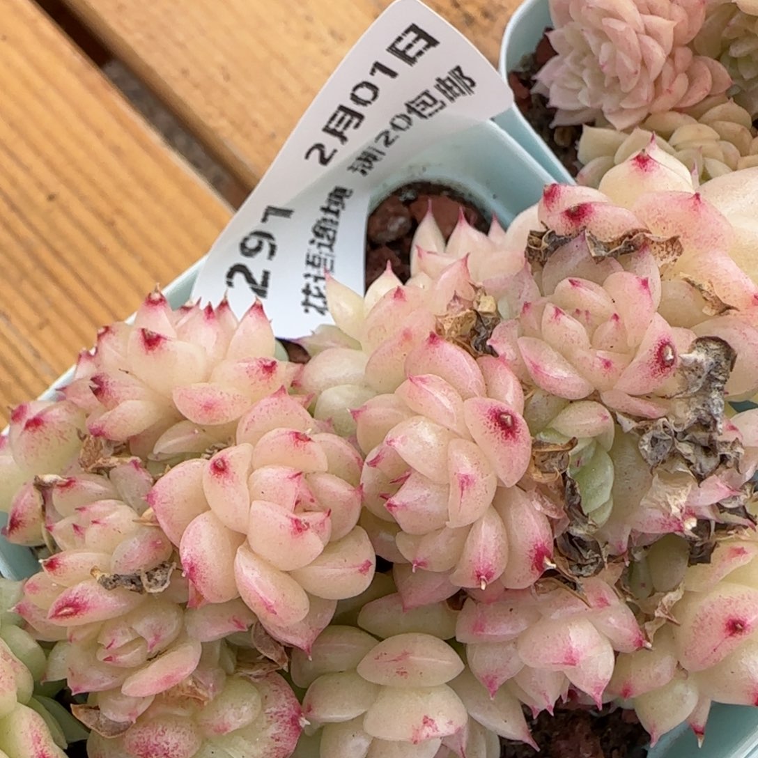 花语逸镜0201-291散