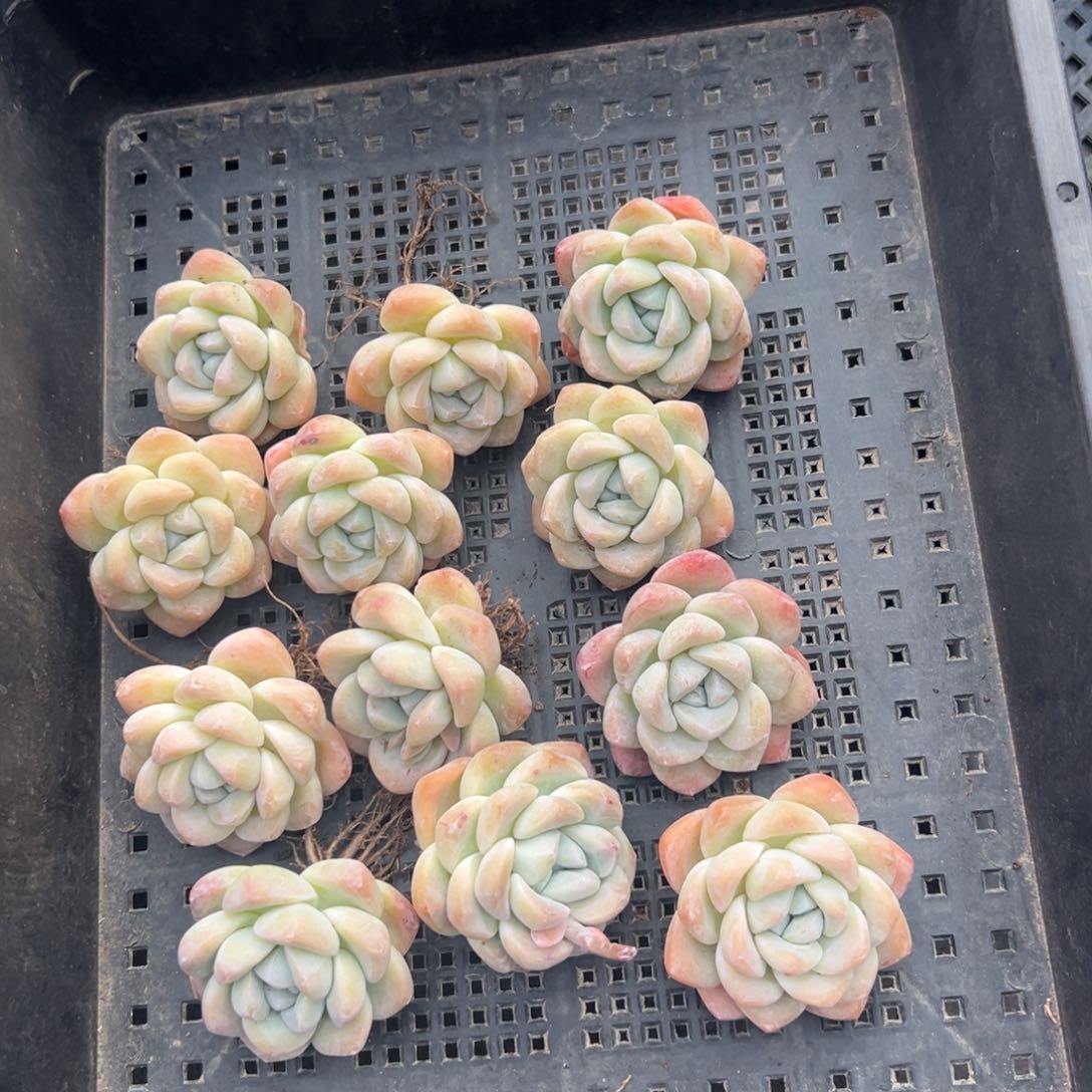 12个冰玉母本000000000